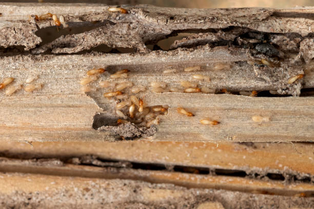 Best Pest Prevention Services  in Chester Heights, PA